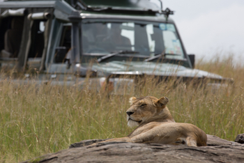 Elewana Sand River Masai Mara Camp Elewana Sand River Masai Mara Camp: Löwin