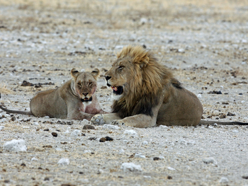 Etosha National Park: Löwenpärchen