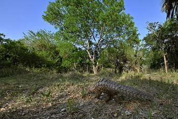 Gorongosa Safaris: Schuppentier im Wald