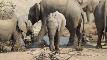 Hobatere Lodge: Elefanten