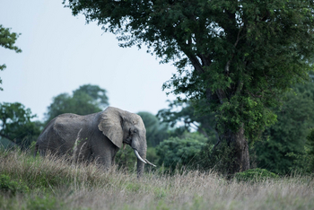 Ila Safari Lodge Ila Safari Lodge: Elefant