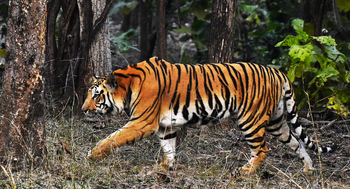 Jamtara Wilderness Camp: Das junge Männchen Trishul