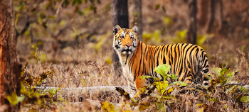 Jamtara Wilderness Camp: Tiger im Wald