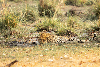 Karangoma Camp: Lauernder Leopard