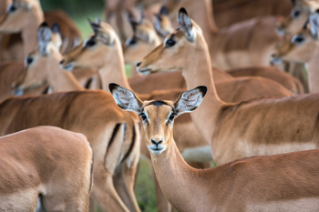 King's Pool Camp King's Pool Camp: Impalas
