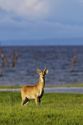 Konkamoya Lodge: Puku