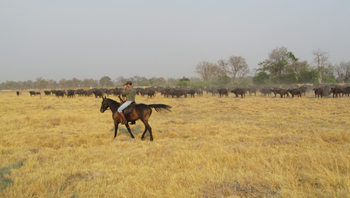 Kujwana Camp: Büffel im hohen Gras