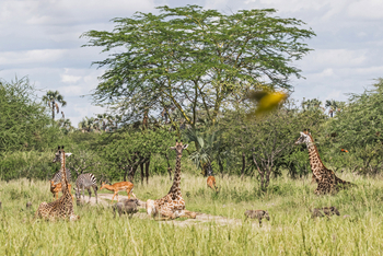 Little Chem Chem: Ruhende Giraffen