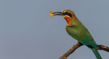 Luambe Camp: Weißstirnspint im Insekt