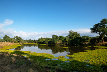 Mana River Camp Mana River Camp: Einer der Mana Pools