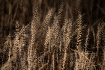 Mana River Camp Mana River Camp: Gräser