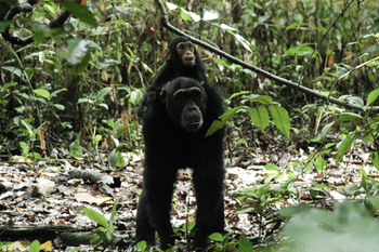 Mbali Mbali Mahale Lodge: Kleiner Schimpanse auf dem Rücken eines Schimpansen