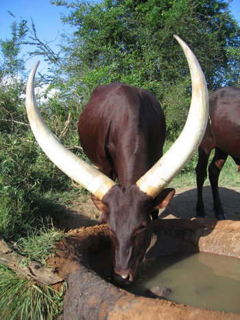 Mihingo Lodge: Ankole-Watusi-Rind