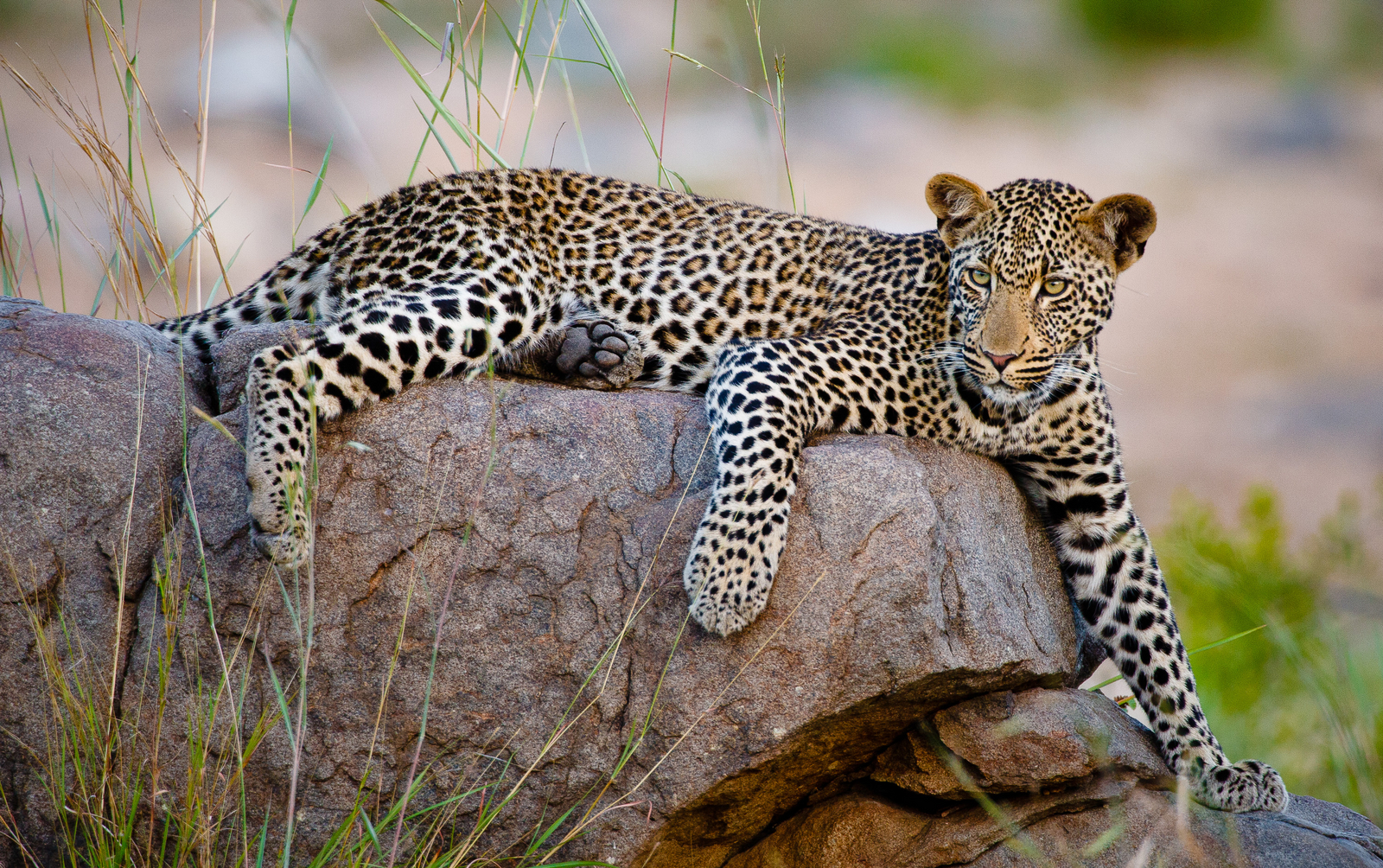 Motswari Game Lodge Motswari Game Lodge