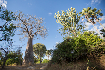Mvuu Lodge: Walking Safari