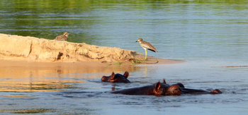 Ngepi Camp: Triele und Hippos