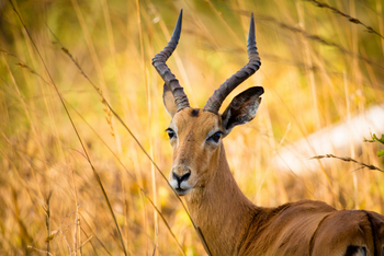 Ntemwa Busanga Bushcamp Ntemwa Busanga Bushcamp: Impala