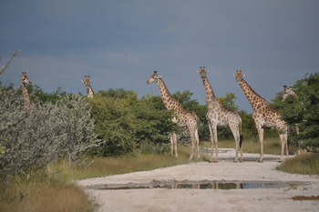 Okutala Lodge: Aufgereihte Giraffen