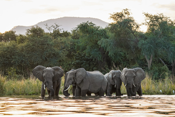 Potato Bush Camp: Elefantenfamilie