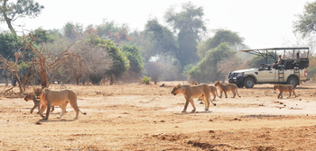 Potato Bush Camp: Löwenfamilie