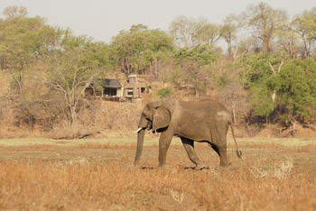 Puku Ridge Camp: Elefant vor Chalet