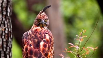 Reni Pani Jungle Lodge: Crested Hawk