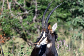Saguni Safari Lodge Saguni Safari Lodge: Rappenantilope
