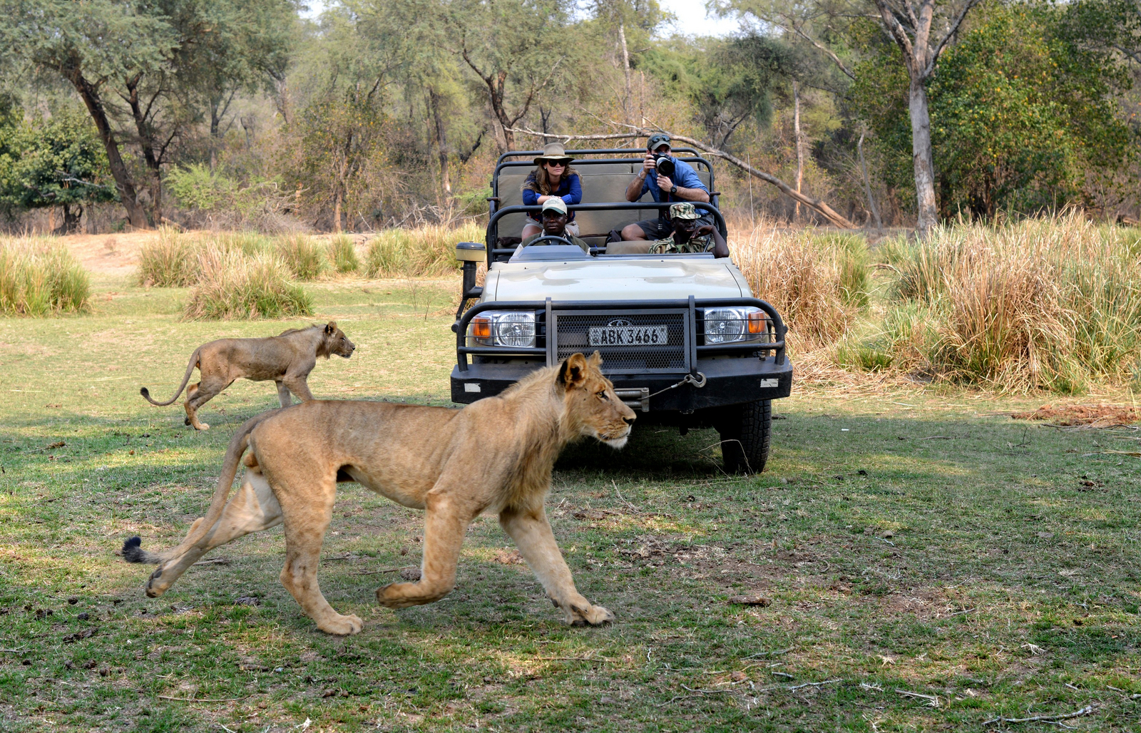 Sausage Tree Camp Sausage Tree Camp: Löwen in Aktion