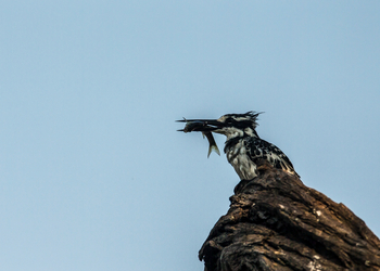 Selinda Explorers Camp Selinda Explorers Camp: Pied Kingfisher
