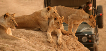 Shenton Safaris: Game Drives