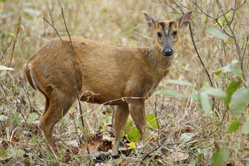 Shergarh Tented Camp: Muntjak