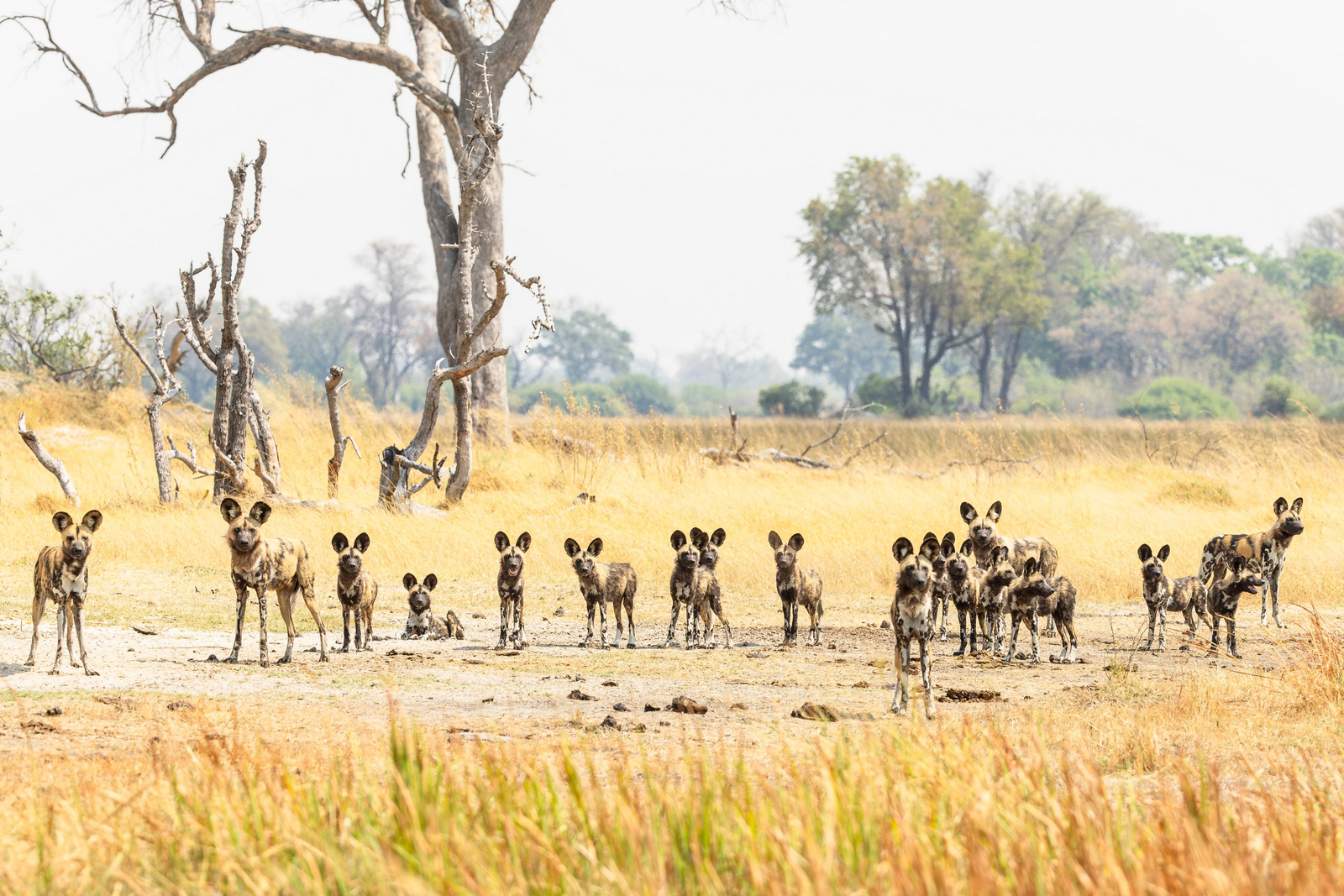 Shinde Footsteps Shinde Footsteps: Wildhundrudel