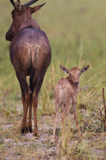 Shinde Lodge Shinde Lodge: Leierantilopenkalb