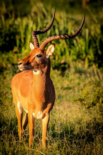 Sirikoi Lodge Sirikoi Lodge: Männliches Impala