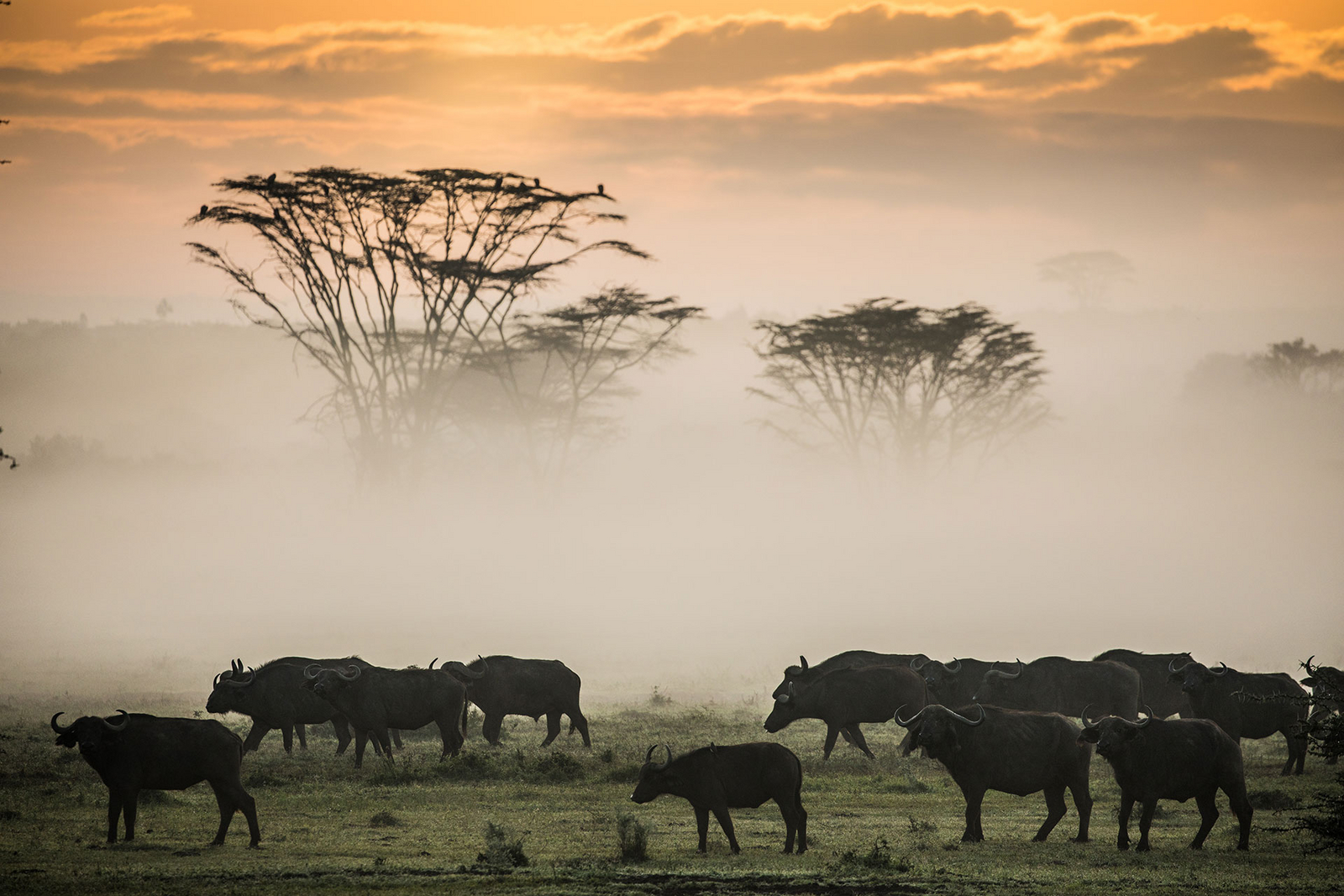 Solio Lodge Solio Lodge: Büffelherde