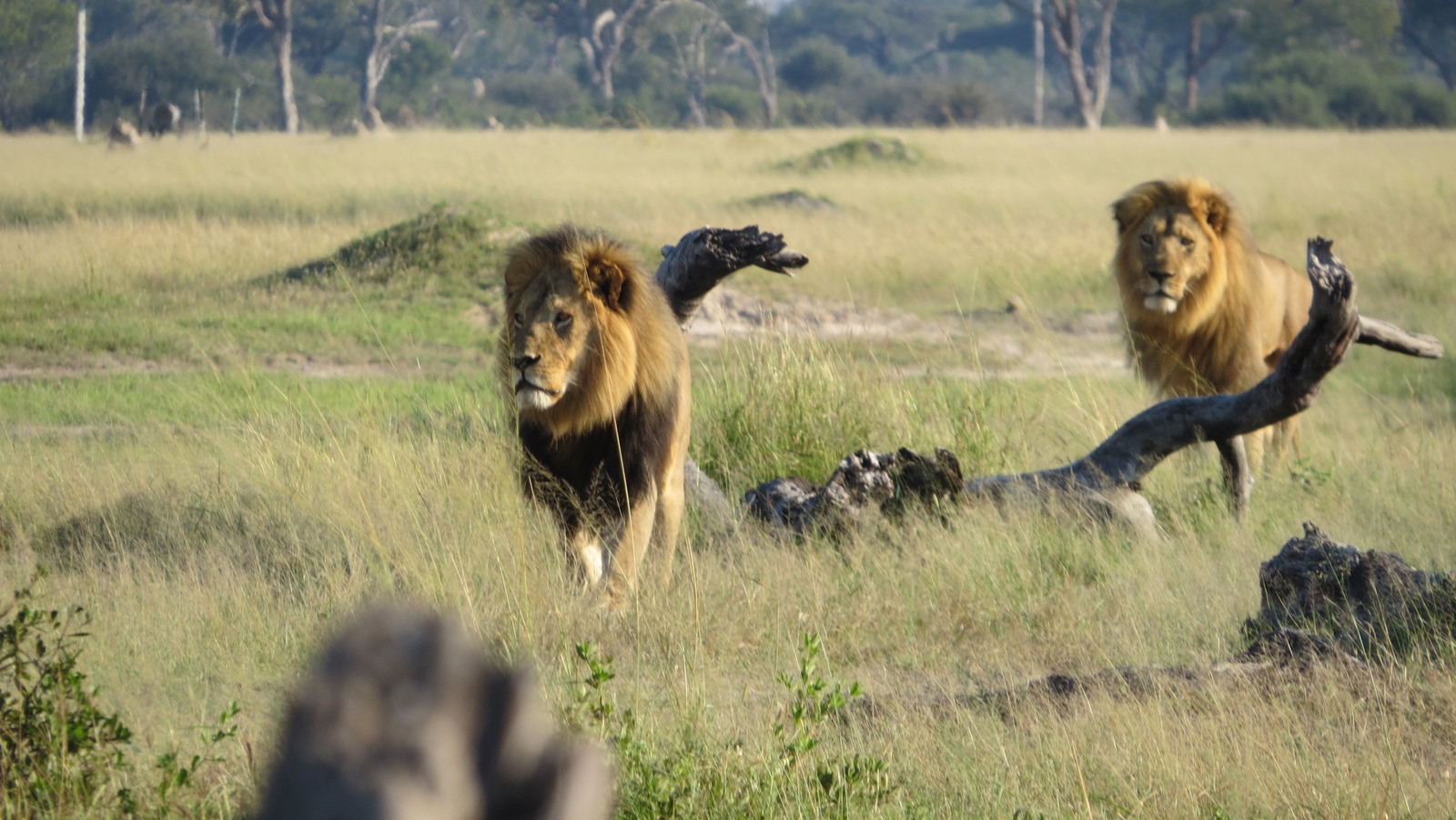 Somalisa Camp Somalisa Camp