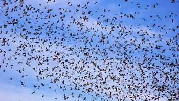 Wasa Lodge: Flughunde