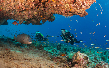 Alphonse Island Lodge: Tauchen