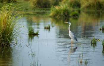 Amanzi Camp: Graureiher