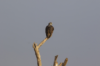 Asiatic Lion Lodge Asiatic Lion Lodge: Laggar Falcon