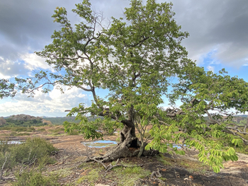 Big Cave Camp Big Cave Camp: Großer Baum
