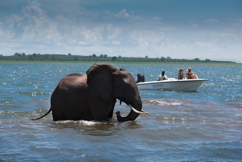Bumi Hills Safari Lodge: Elefant im Wasser und Boot