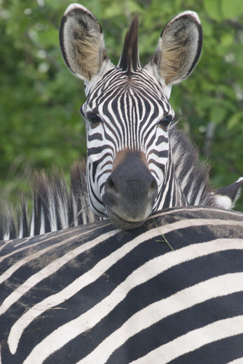 Bushcamp Company: Zebra