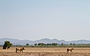Classic Zambia Safaris Classic Zambia Safaris: Landschaft