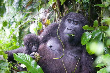 Clouds Mountain Gorilla Lodge: Mutter und Kind