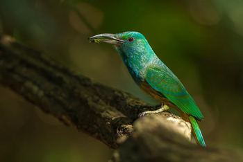 Diphlu River Lodge: Blue-bearded Bee-Eater