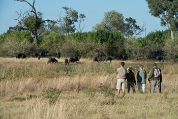 Duma Tau Camp: Walking Safari