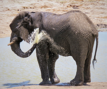 Ghoha Hills Savuti Lodge Ghoha Hills Savuti Lodge: Dusche