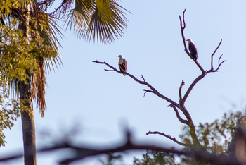 Gomoti Plains Camp: Tiere und Landschaft