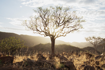 Huab Lodge: Baumsilhouette